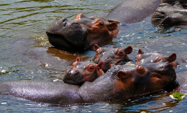 Hewan Darat Ini Ternyata Jago Berenang