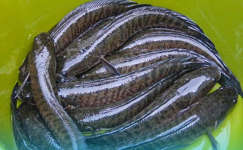 8800 Tuliskan 5 Nama Ikan Air Laut Beserta Bahasa Latinnya HD