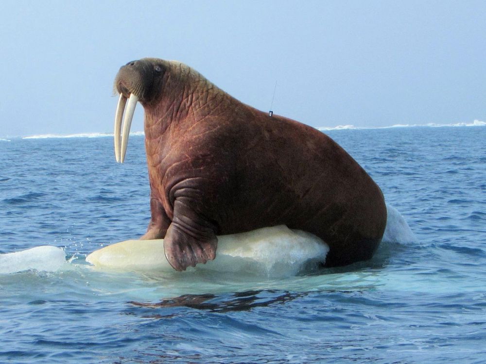 8 Fakta Tentang Walrus, Si Mamalia Laut Bergading Asal Arktik