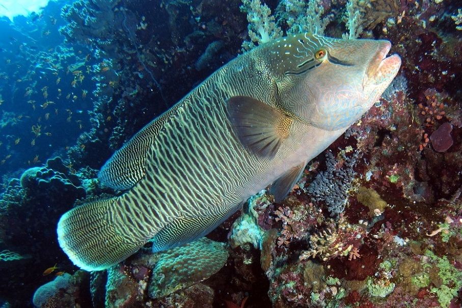 Ikan Karang Raksasa Berbobot Ratusan Kilo