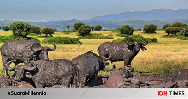 10 destinasi wisata menawan di uganda yang bikin pengin liburan