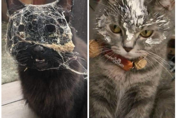 Berantakan, 10 Potret Kucing saat Tampil Kotor Ini Malah Bikin Ngakak