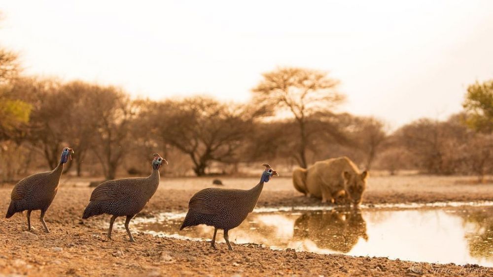 10 Destinasi Wisata di Botswana yang Asyik untuk Liburan 
