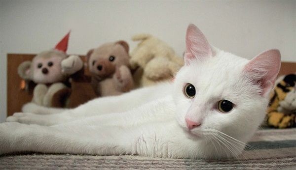 Kucing 101: 10 Fakta Kucing Berbulu Putih