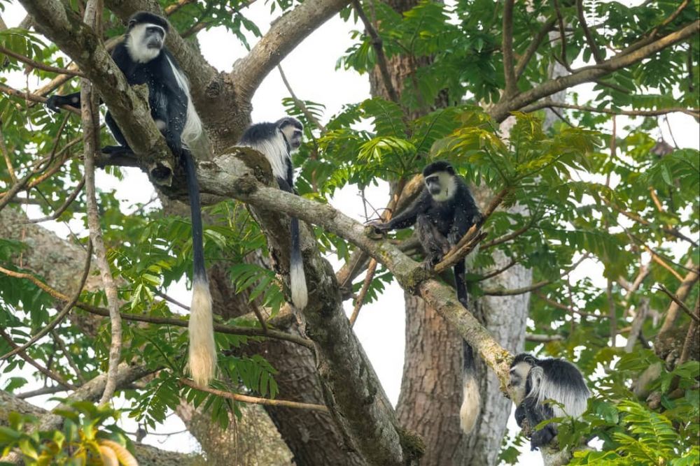 10 Destinasi Wisata Menawan di Uganda yang Bikin Pengin Liburan