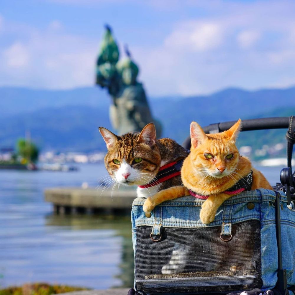 Traveling cats. Путешествие с кошкой.