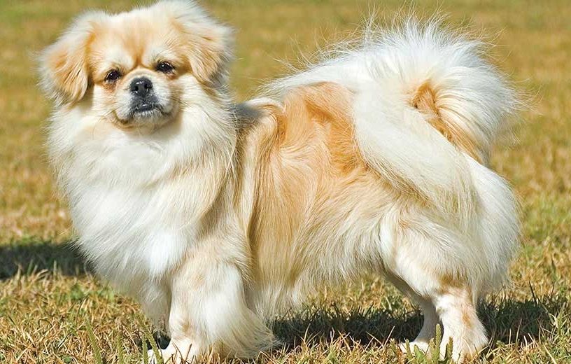 5 Spesies Anjing  dengan Ukuran Kaki  Pendek 
