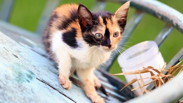 10 Pesona Kucing Belang Tiga yang Membawa Keberuntungan