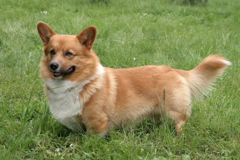 5 Spesies Anjing  dengan Ukuran Kaki  Pendek 