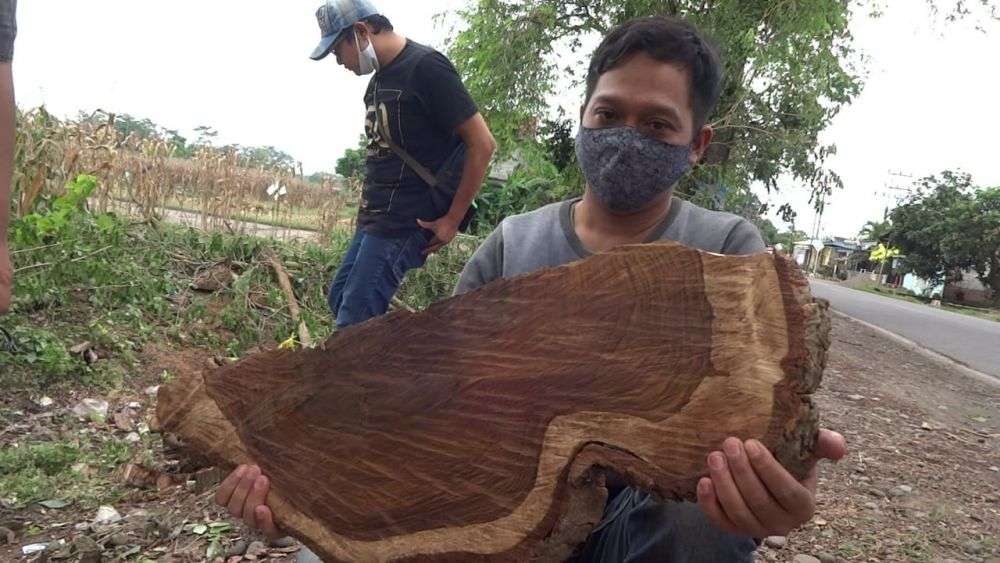 Angin Kencang Terjang Pemalang, Pohon Sonokeling Timpa Tiang