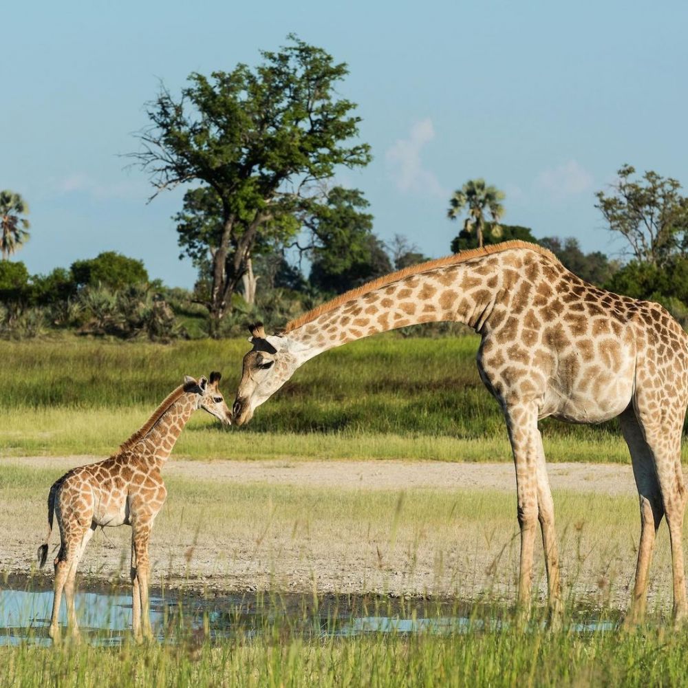 10 Destinasi Wisata di Botswana yang Asyik untuk Liburan 