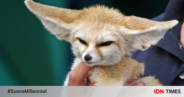 Kenalan dengan fennec fox, si rubah imut bertelinga besar