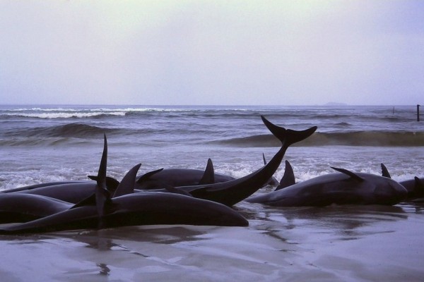 Sering Terdampar Massal ke Darat, Ini 6 Fakta Unik False Killer Whale