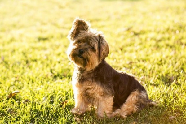 5 Spesies Anjing yang Memiliki Umur Panjang, Kondisi Fisik Prima!