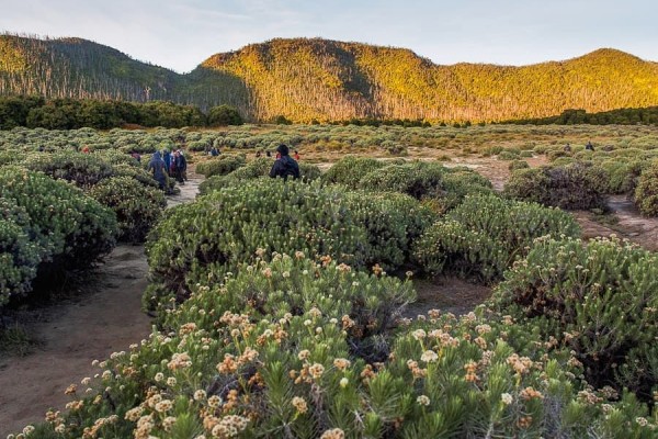 Gunung Di Indonesia Yang Memiliki Bunga Edelweiss