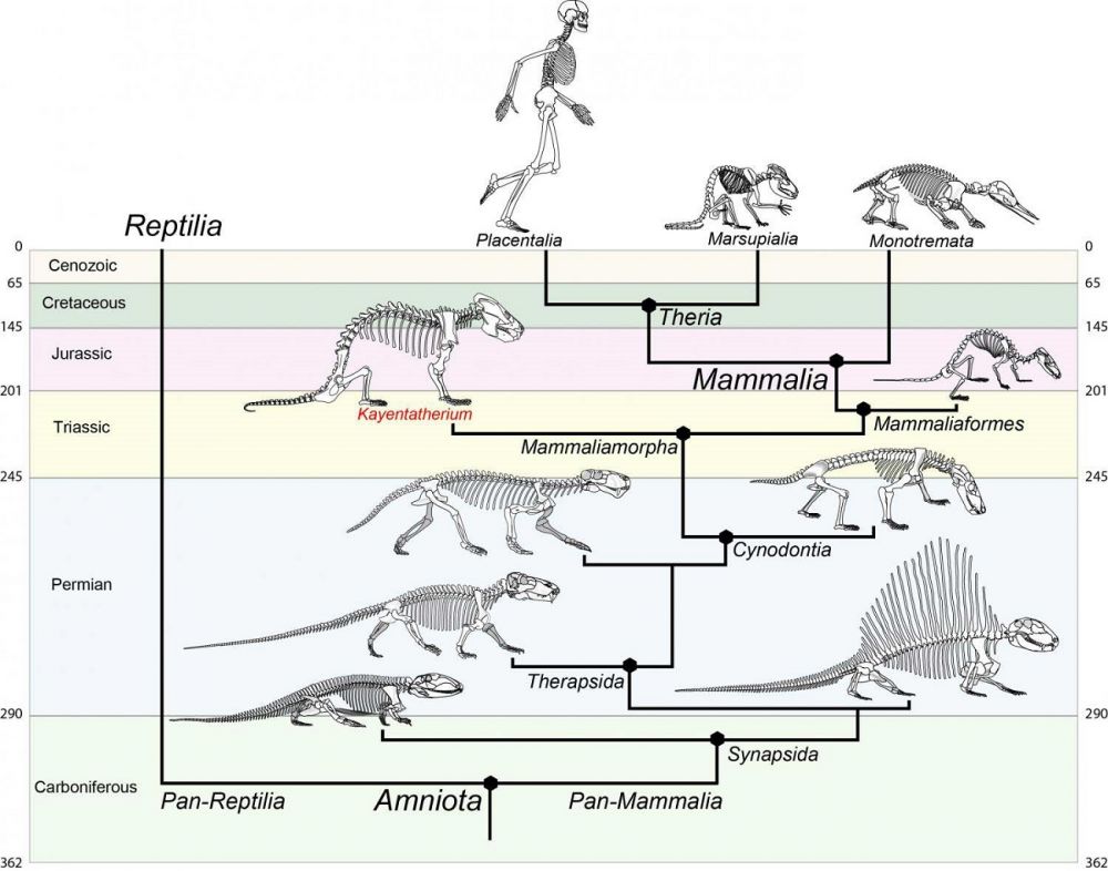 5 Pertanyaan Membingungkan Seputar Evolusi Biologi