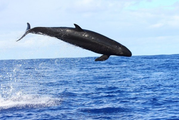 Sering Terdampar Massal ke Darat, Ini 6 Fakta Unik False Killer Whale