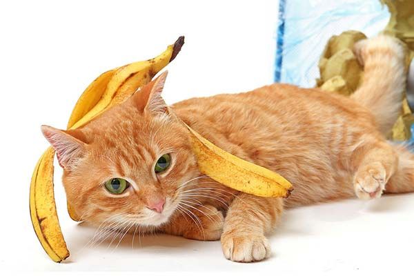 Baru Punya Kucing? Ini Nih, 5 Barang yang Wajib Kamu Miliki