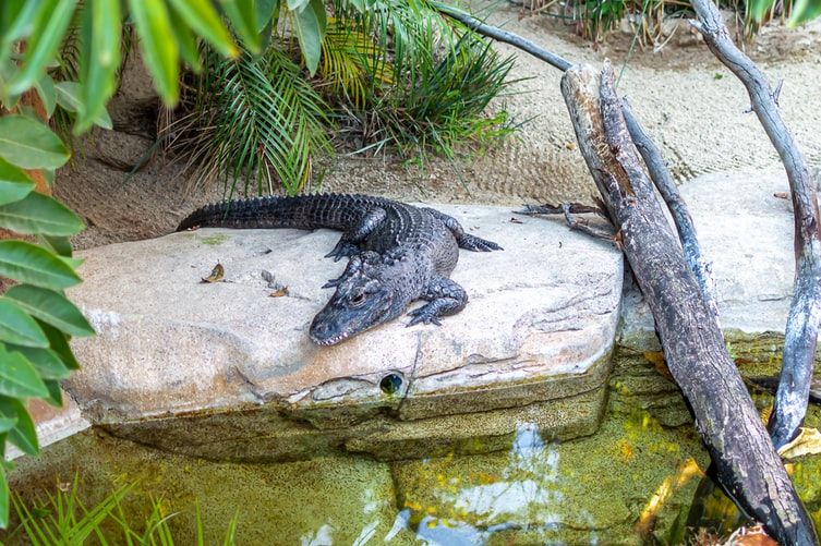 Buaya di Sungai Oya Gunungkidul Akhirnya Berhasil Ditangkap