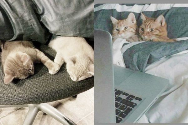 Ngakak! Ini 9 Kelakuan Kucing yang Bikin Jomlo Langsung Overthinking