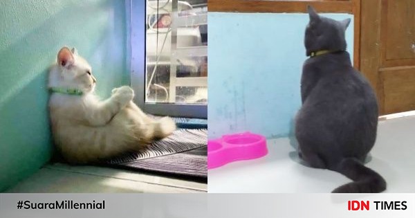 9 foto kucing galau ini bakal bikin kamu ikutan mewek!