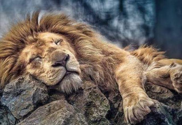 6 Hewan yang Memiliki Waktu Tidur Terlama, Ada yang 22 Jam