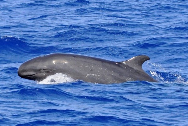 Sering Terdampar Massal ke Darat, Ini 6 Fakta Unik False Killer Whale