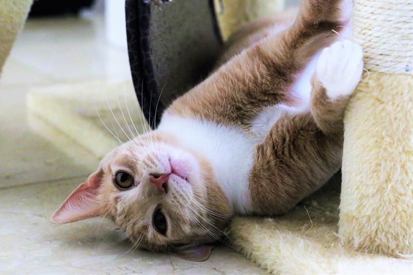 Baru Punya Kucing? Ini Nih, 5 Barang yang Wajib Kamu Miliki