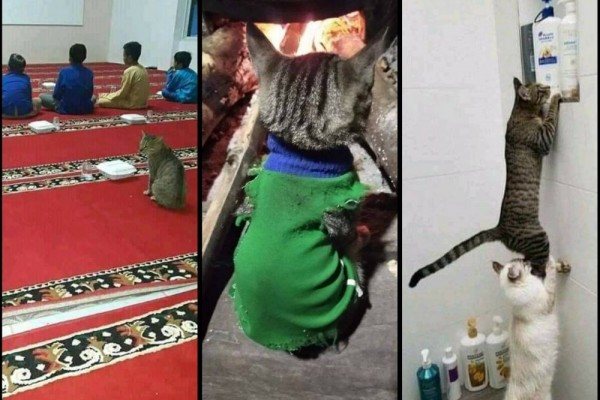 10 Potret Lucu Kucing Meniru Kelakuan Manusia