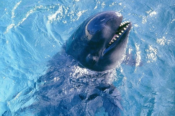 Sering Terdampar Massal ke Darat, Ini 6 Fakta Unik False Killer Whale