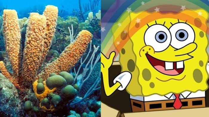 10 Karakter SpongeBob SquarePants Terinspirasi dari Hewan Invertebrata