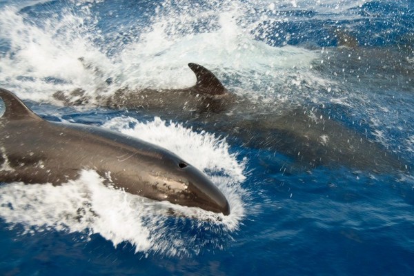 Sering Terdampar Massal ke Darat, Ini 6 Fakta Unik False Killer Whale