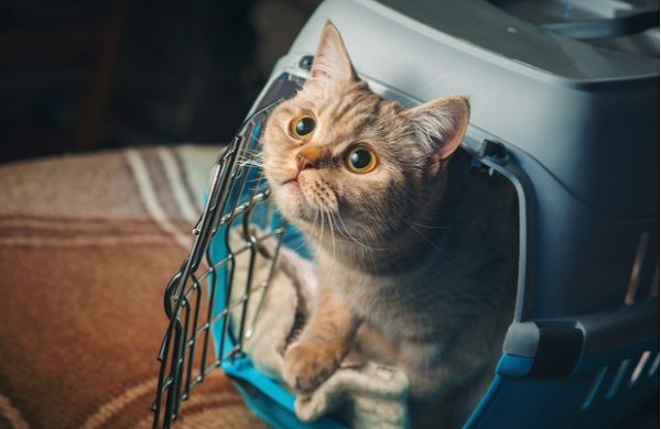 Baru Punya Kucing? Ini Nih, 5 Barang yang Wajib Kamu Miliki