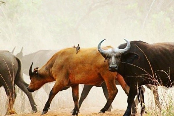 10 Destinasi Wisata Paling Menarik di Burkina Faso, Bikin Takjub