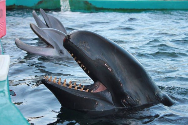 Sering Terdampar Massal ke Darat, Ini 6 Fakta Unik False Killer Whale