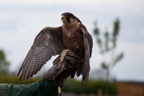 Unik dan Tangguh! Ini 6 Spesies Burung dengan Kemampuan Hebatnya