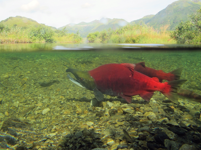 6700 Bagaimana Adaptasi Ikan Air Laut Dalam Kolam Air Tawar Terbaik