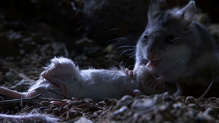 Fakta Tikus Belalang Hewan Kebal Racun
