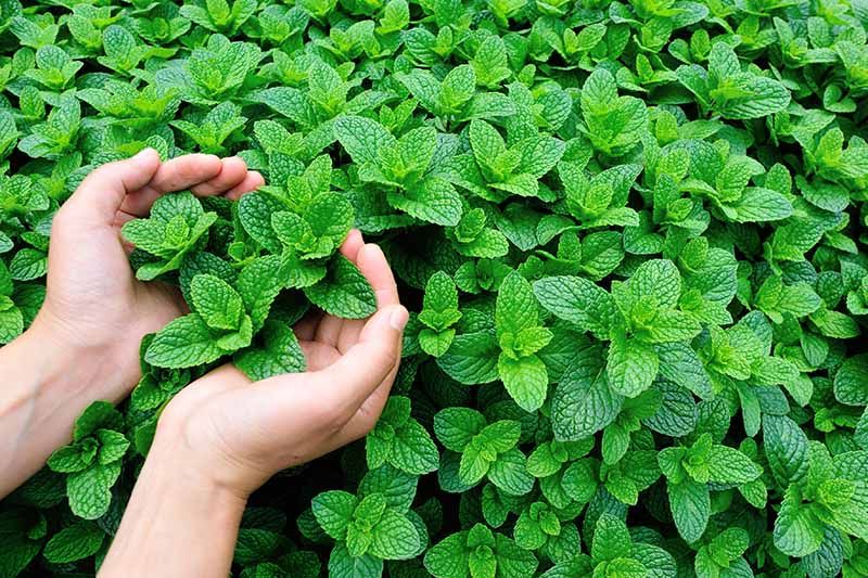 Cara Menanam Kembali Daun Mint Dari Sisa Jangan Dibuang