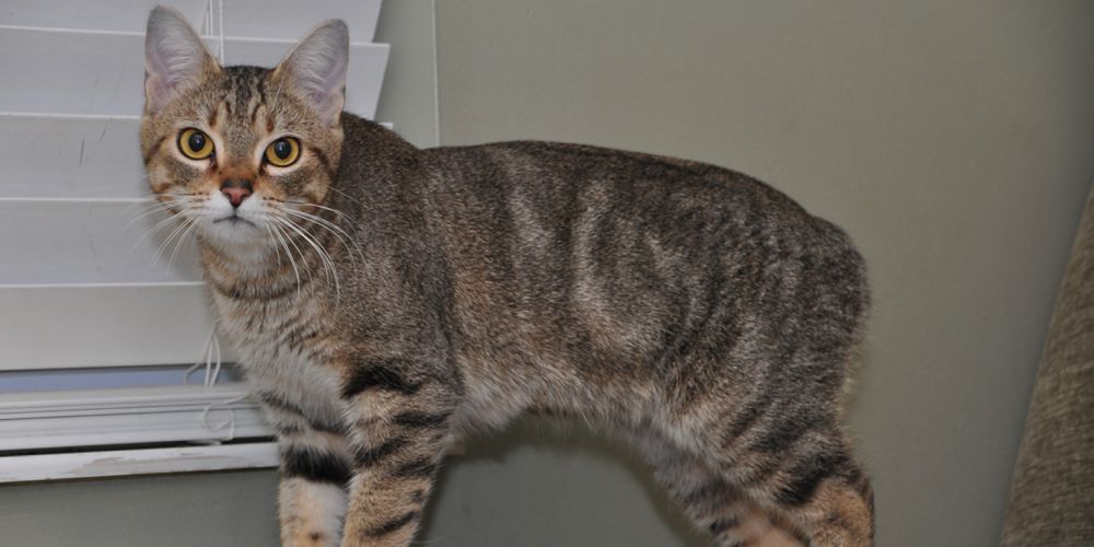 5 Fakta Menarik Manx, Kucing Tanpa Ekor yang Menggemaskan