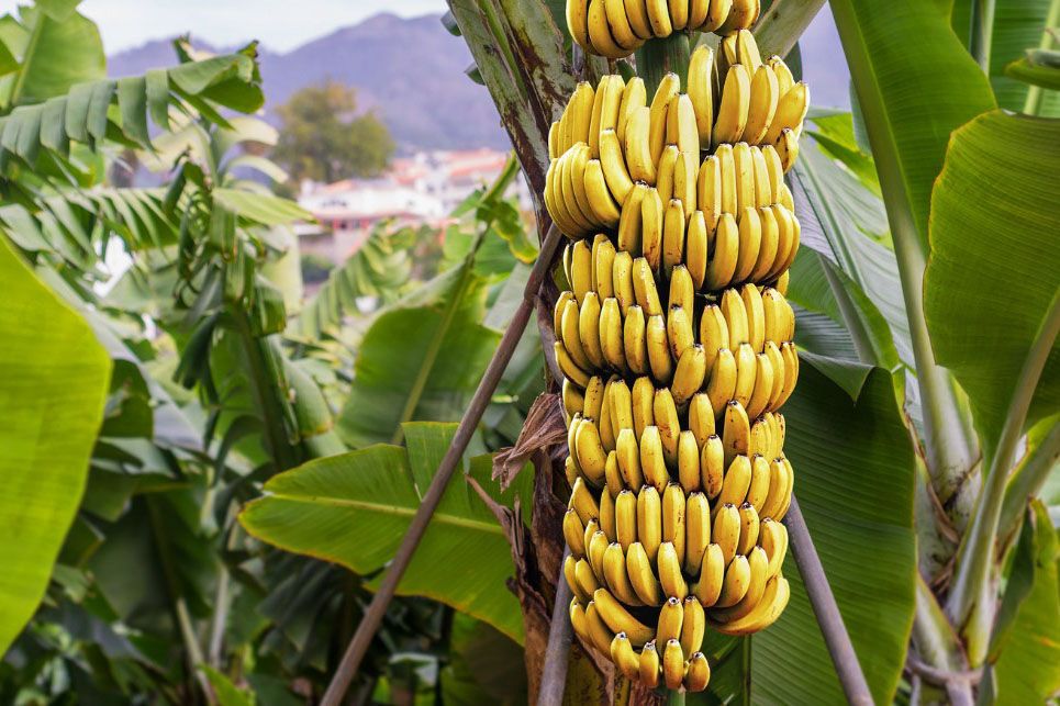 23 Hektare Lahan di Gowa Jadi Percontohan Budi Daya Pisang dan Nanas