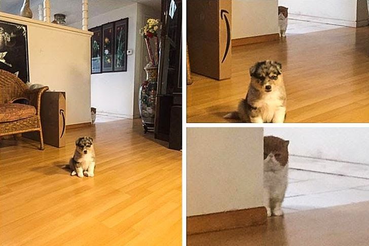 Perhatikan Baik-baik, 10 Foto Biasa Ini Jadi Kocak Ketika Di-zoom