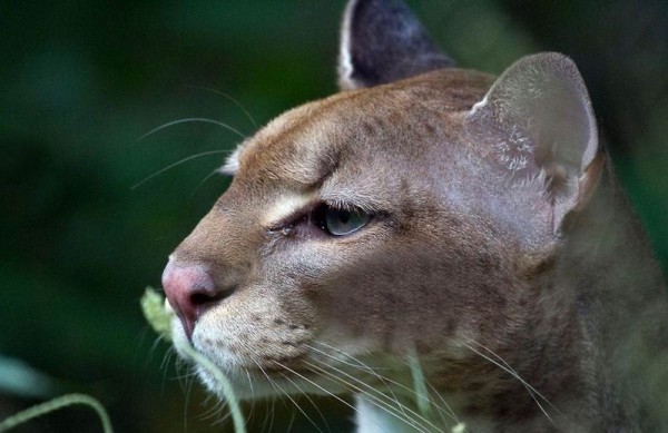 5 Spesies Kucing yang Berasal dari Benua Afrika, Bentuk Lebih 