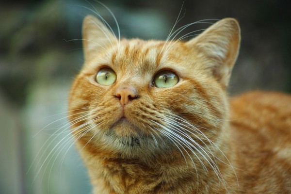 Bukan Sekadar Hiasan, Ini 5 Fungsi Penting Kumis bagi Kucing