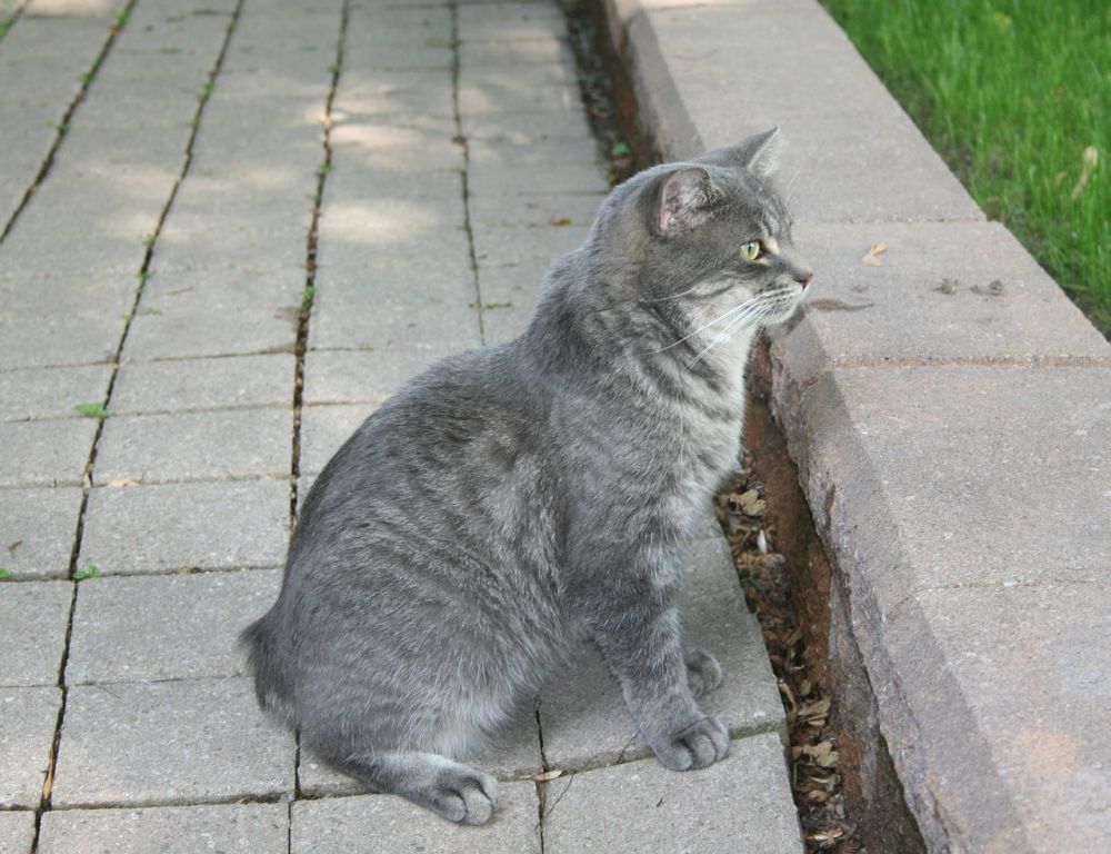 5 Fakta Menarik Manx, Kucing Tanpa Ekor yang Menggemaskan