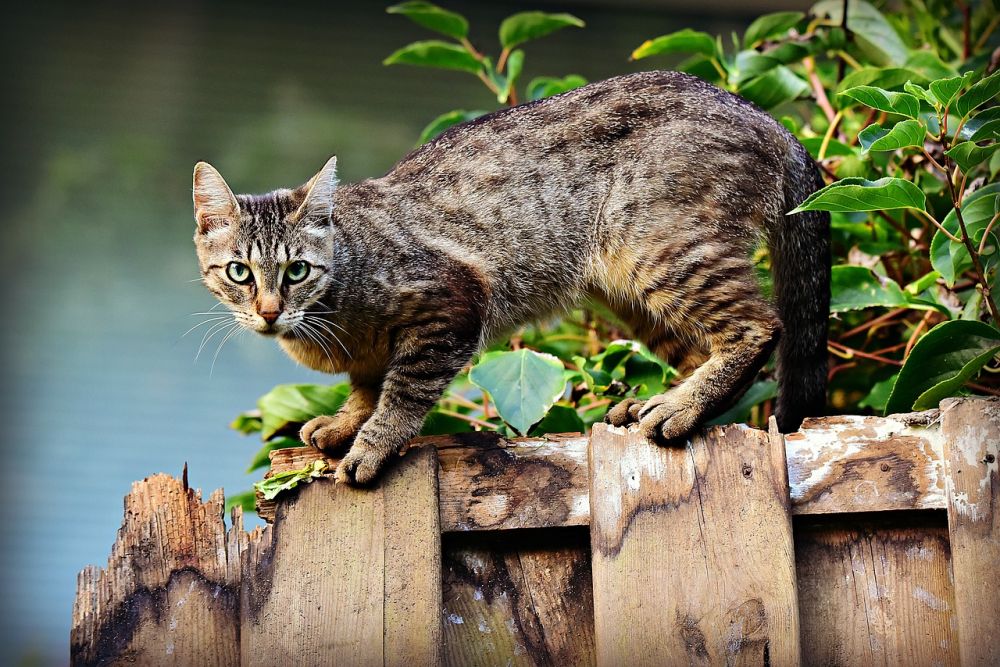Perlu Diantisipasi, Ini 6 Alasan Kucing Kabur dari Rumah