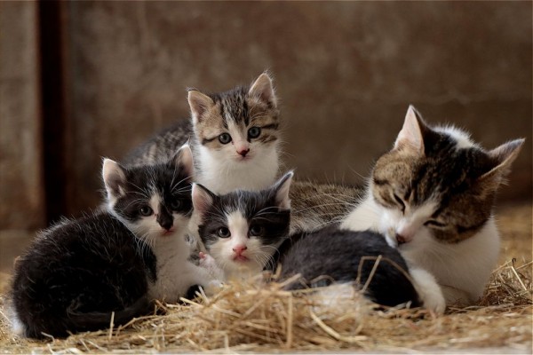 5 Manfaat Sterilisasi pada Kucing, Bikin Kucing Hidup Sejahtera!