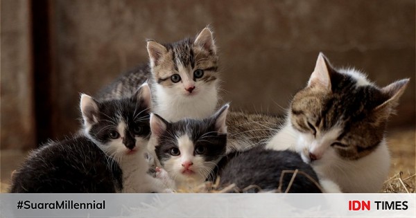 5 Manfaat Sterilisasi pada Kucing, Bikin Hidup Sejahtera!
