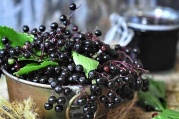 5 Jenis Buah Paling Populer di Kanada, Kaya Gizi & Vitamin!