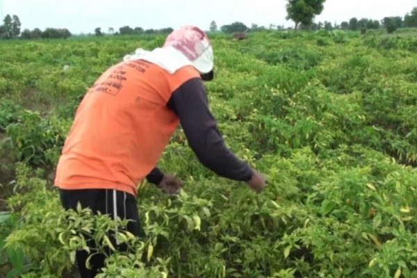 Harga Cabai Meroket, Petani Mojokerto Patroli Antisipasi Pencurian